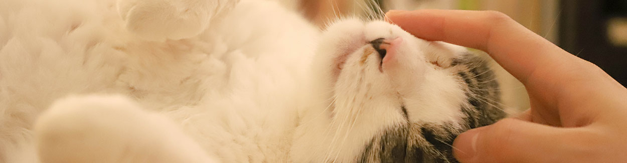 Letselschadevergoeding na kattenbeet | Letselschade Test